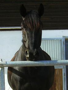 Paddocks
